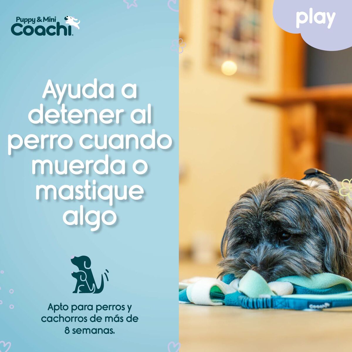 Giocattoli per cani Coachi PUPPY & MINI TUGGI SPIDER Verde