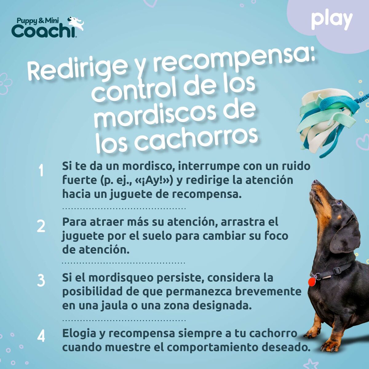 Giocattoli per cani Coachi PUPPY & MINI TUGGI SPIDER Verde
