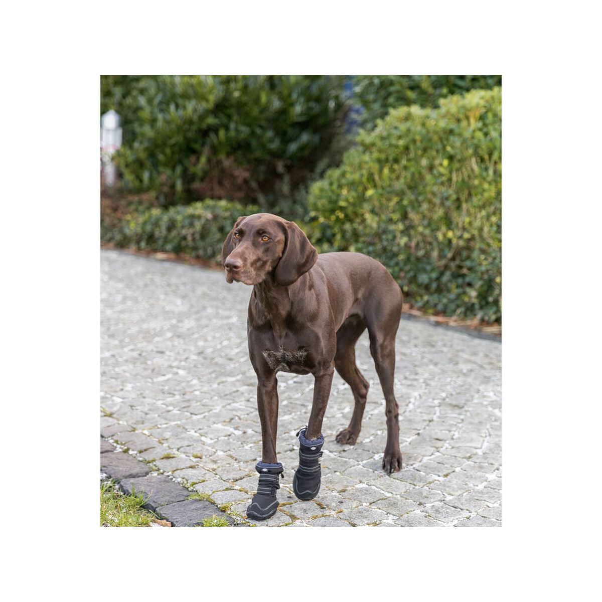 Scarpe per cani Trixie 19410 Nero