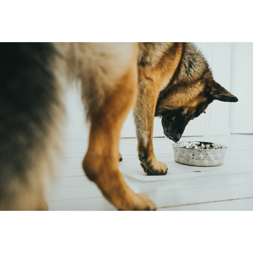 Ciotola per cani Hunter Silicone Acciaio inossidabile 1,05 L