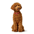 Collare per Cani Hunter Love Rosso XS 24-28 cm