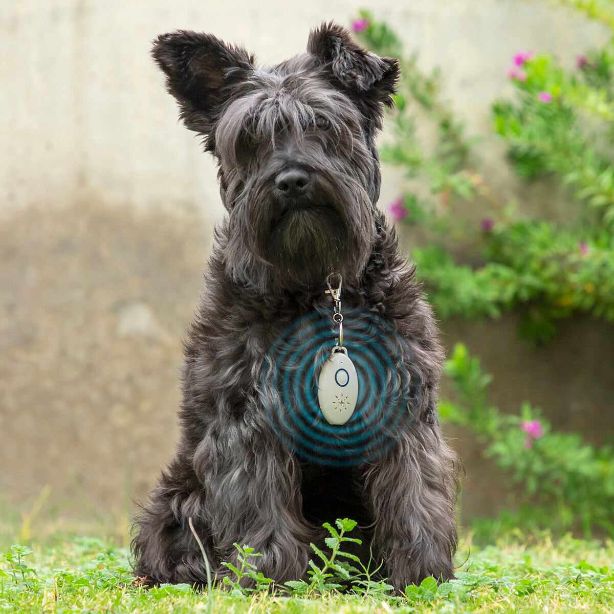 Antiparassitario a Ultrasuoni Ricaricabile per Animali Domestici PetRep InnovaGoods