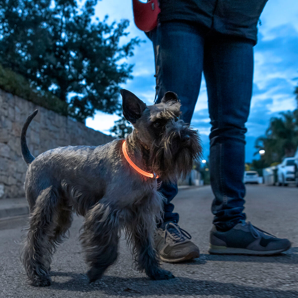 Collare LED per Animali Domestici Petlux InnovaGoods
