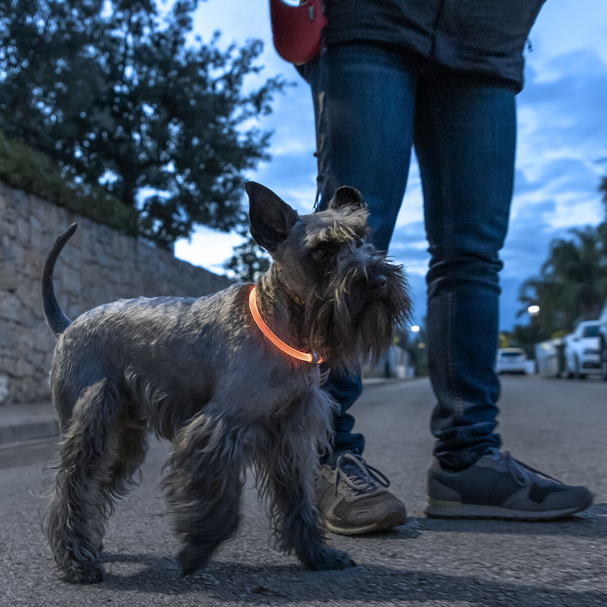 Collare LED per Animali Domestici Petlux InnovaGoods